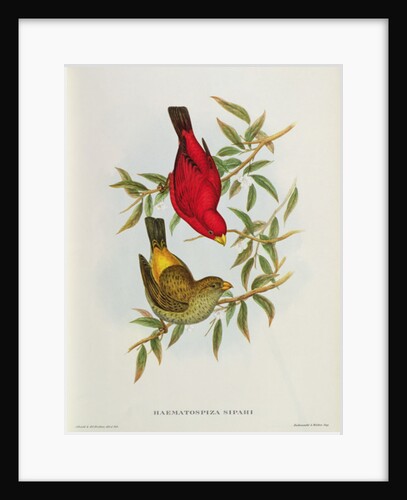Haematospiza Sipahi by John Gould