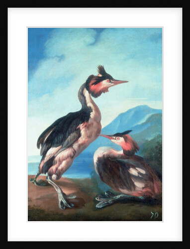 A Pair Great Crested Grebes by a Riverbank by Faustino Durante