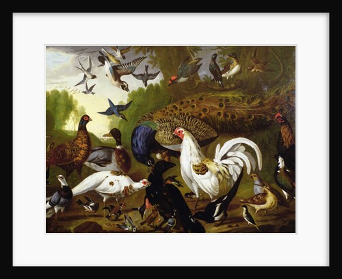 The Fable of the Raven with a Peacock, Cockerel, Woodpecker, Jay, Woodcock, and Magpie by Pieter Casteels