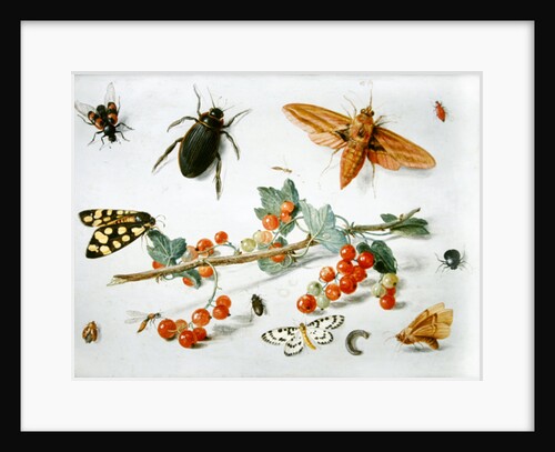 A sprig of redcurrants with an elephant hawk moth, a magpie moth and other insects, 1657 by Jan van the Elder Kessel