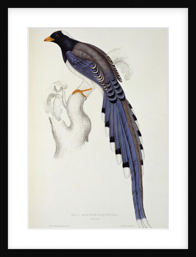 Pica Erythrorhyncha by Elizabeth Gould