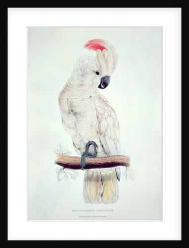 Salmon-Crested Cockatoo by Edward Lear