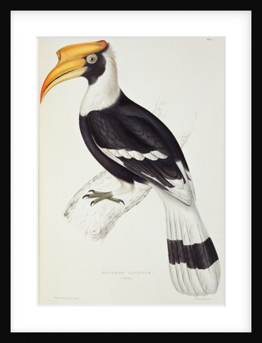 Buceros Cavatus by Elizabeth Gould