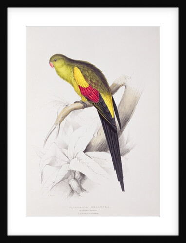 Black-Tailed Parakeet by Edward Lear