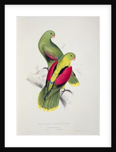 Crimson-Winged Parakeet by Edward Lear