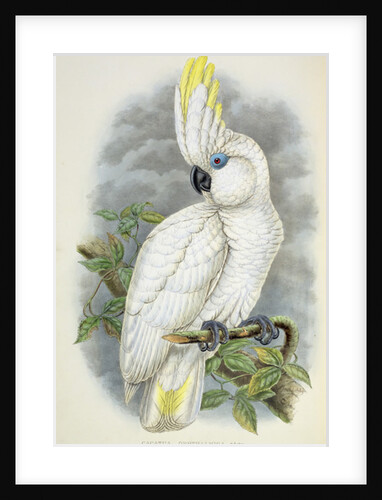 Blue-Eyed Cockatoo by William Hart