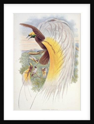 Bird of Paradise by John & Hart William (1823-1894) (after) Gould