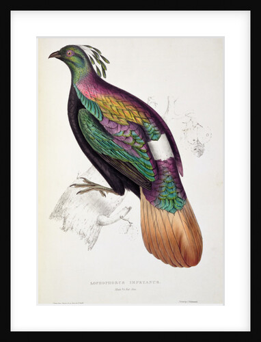 Himalayan Monal Pheasant by Elizabeth Gould