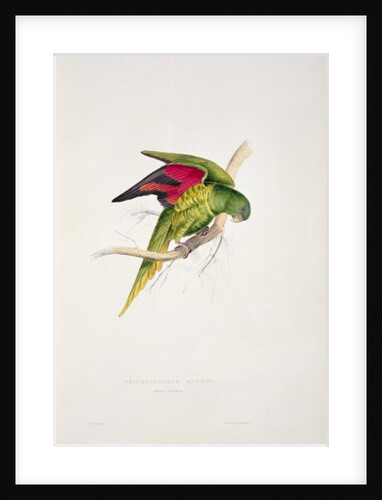 Maton's Parakeet by Edward Lear