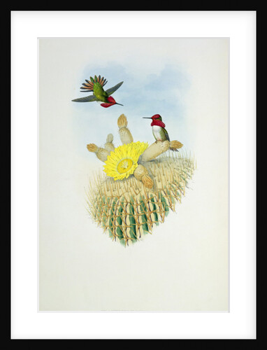 Humming Bird by John & Richter Henry Constantine (1821-1902) (after) Gould