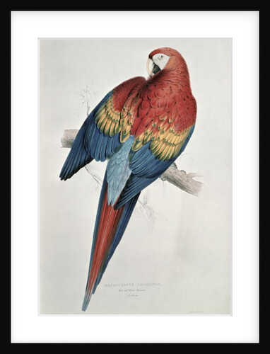 Red and Yellow Macaw by Edward Lear