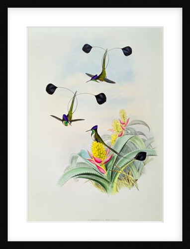 Hummingbird by John & Richter Henry Constantine Gould