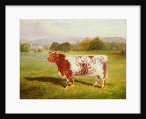 Portrait of a Shorthorn, 19th century by William Joseph Shayer