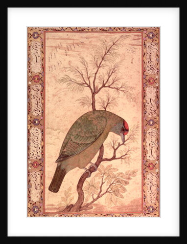 A Barbet Jahangir Period, Mughal, 1615 by Mansur