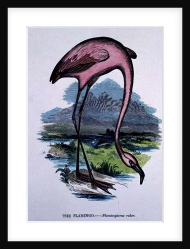 Flamingo by English School