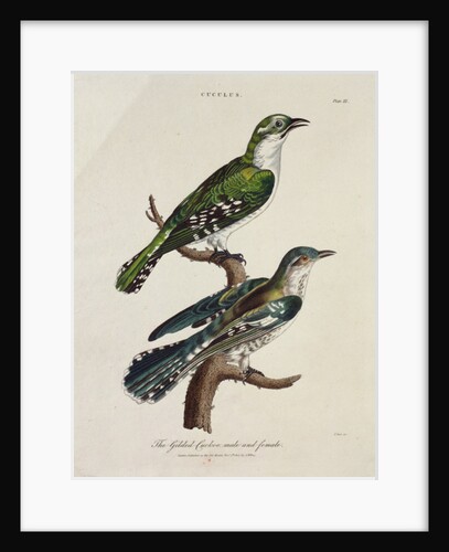 Gilded Cuckoo, Male and Female by English School