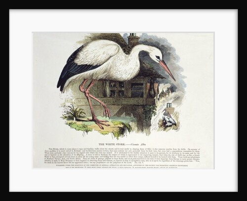 White Stork by English School