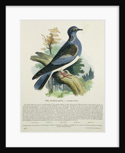 Turtle-Dove by English School