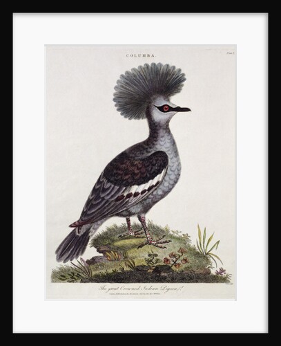 Great Crested Indian Pigeon by English School