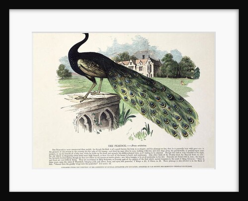 Peacock by English School