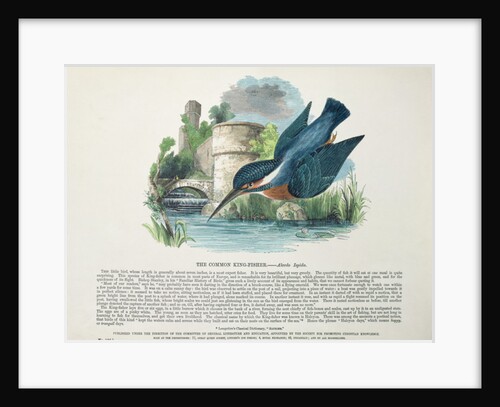 Common Kingfisher by English School