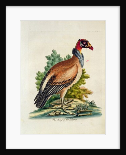 The King of the Vultures by English School