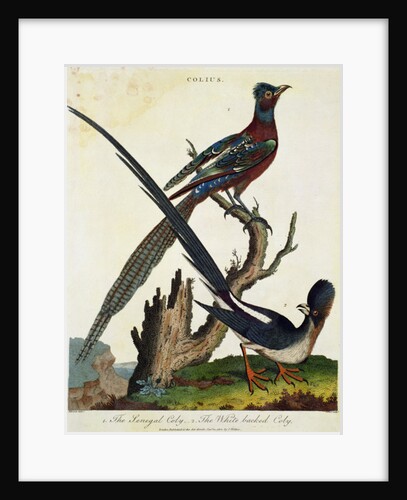 The Senegal Coly and the White Backed Coly by English School
