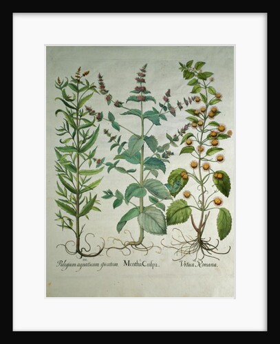 Mint: Mentha crispa by Anonymous