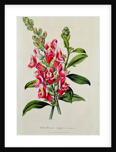 Snapdragon: Antirrhinum magus, in 'Horto Van Houtteano', c.1860 by Anonymous