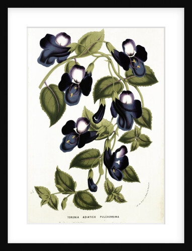 Torenia Asiatica pulcherrima by Belgian School