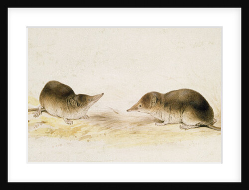 Shrews by Edward Lear