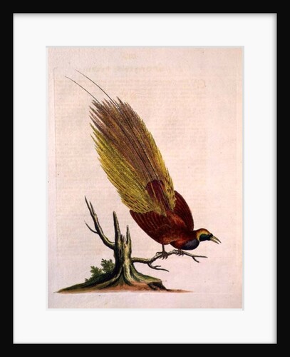 Golden Peacock by English School