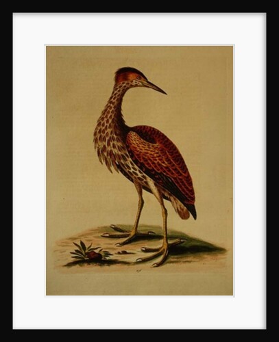 Bittern from Hudson's Bay, 1748 by George Edwards