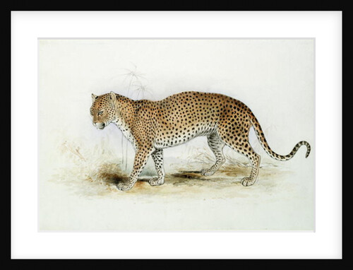 The Leopard by Edward Lear