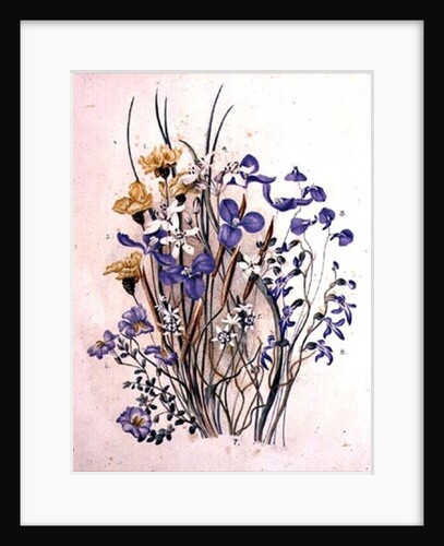 Spring Flowers, 19th century by Caroline Louisa Meredith