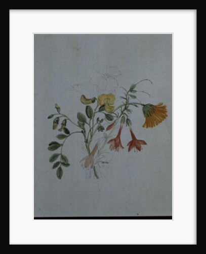 Broom and Marigolds by Caroline Louisa Meredith