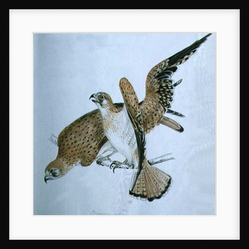 Birds of Prey, 19th century by Caroline Louisa Meredith