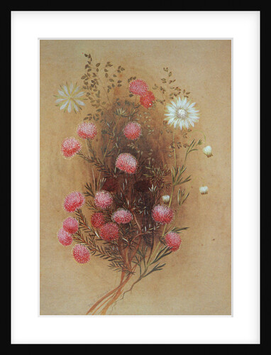 Melaleuca or Flannelflower, 19th century by Lady Margaret Forest