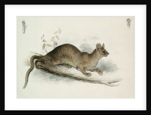 The Polecat, 19th century by Edward Lear