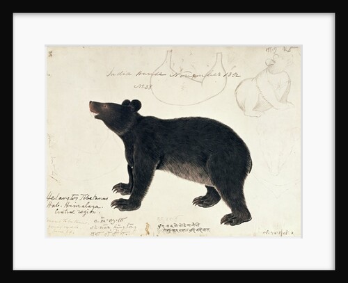 Drawing of an Asiatic Black Bear, 'Ursus Tibetanus' by Anonymous