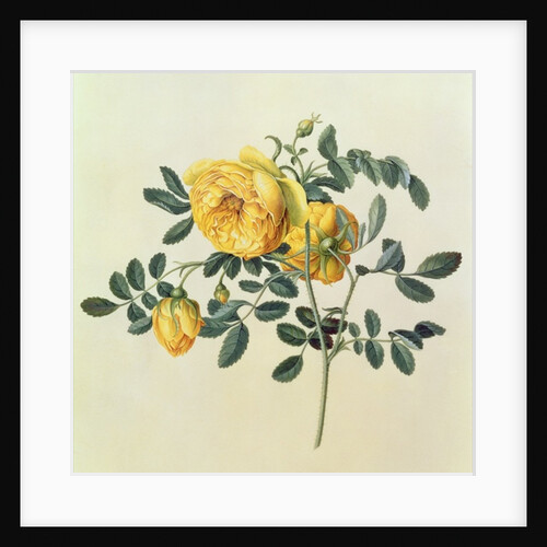 Rosa hemispherica, 18th century by Georg Dionysius Ehret
