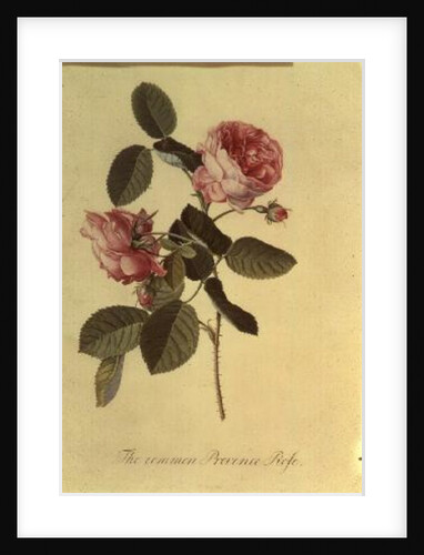 The Common Provence Rose by Georg Dionysius Ehret