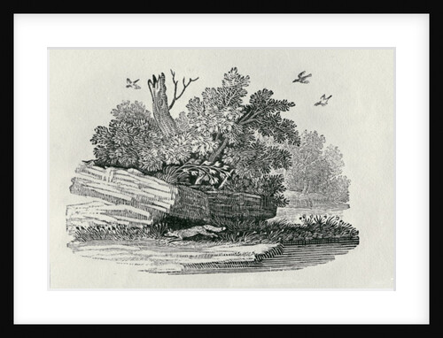 Fox escaping by Thomas Bewick