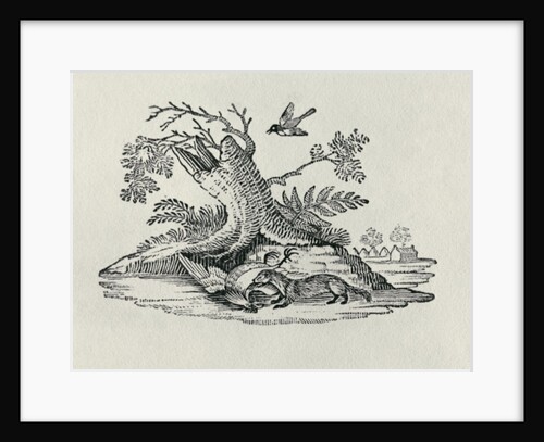 A Civet with a Cockerel from 'History of Quadrupeds', 1790 by Thomas Bewick