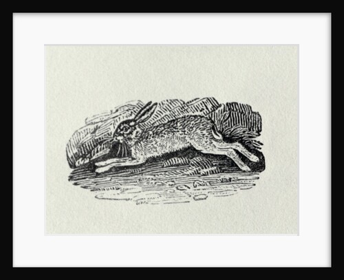 The Hare from 'History of British Birds and Quadrupeds' by Thomas Bewick