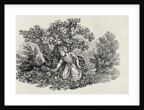 A Girl Gathering Flowers from 'History of British Birds and Quadrupeds' by Thomas Bewick