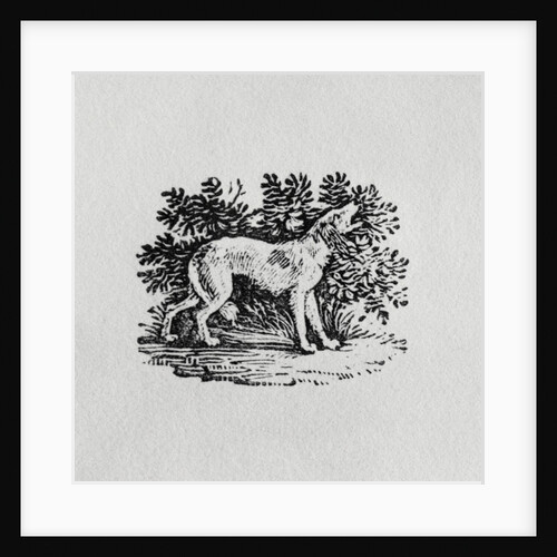 A Hound from 'History of Quadrupeds', 19th century by Thomas Bewick
