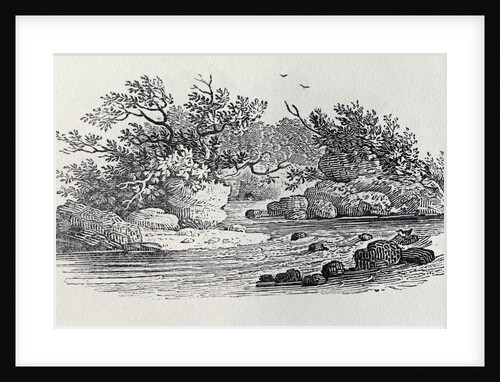 A Bend in the River from 'History of British Birds, Volume 2: Water Birds', 1804 by Thomas Bewick
