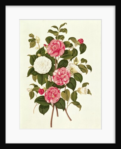 Camellia from 'A Monograph on the Genus of the Camellia' by English School