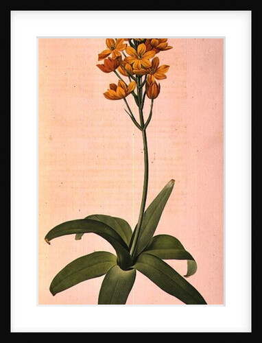 Ornithogalum Aureum by Pierre Joseph Redouté
